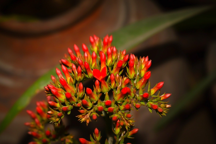 Nature's Bouquet.