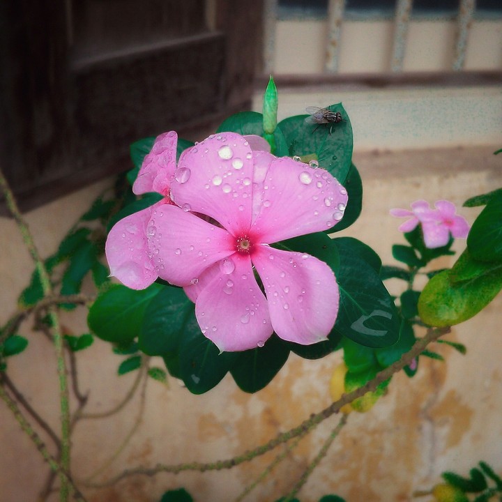 "Rains makes everything beautiful"