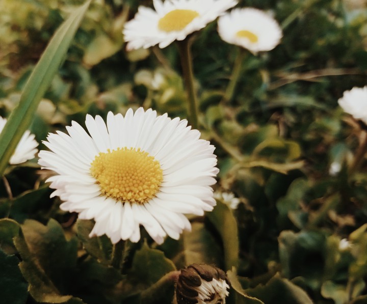 chamomile