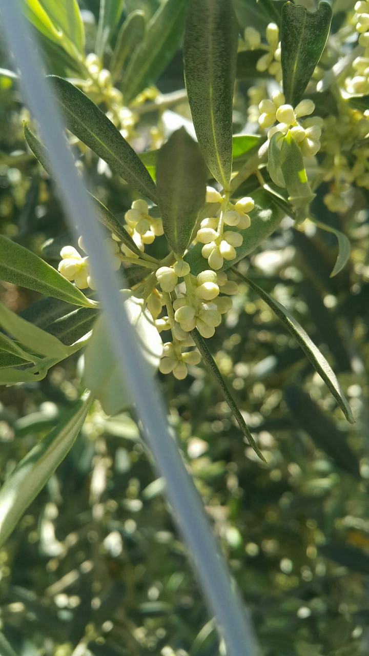zeytin ağacı