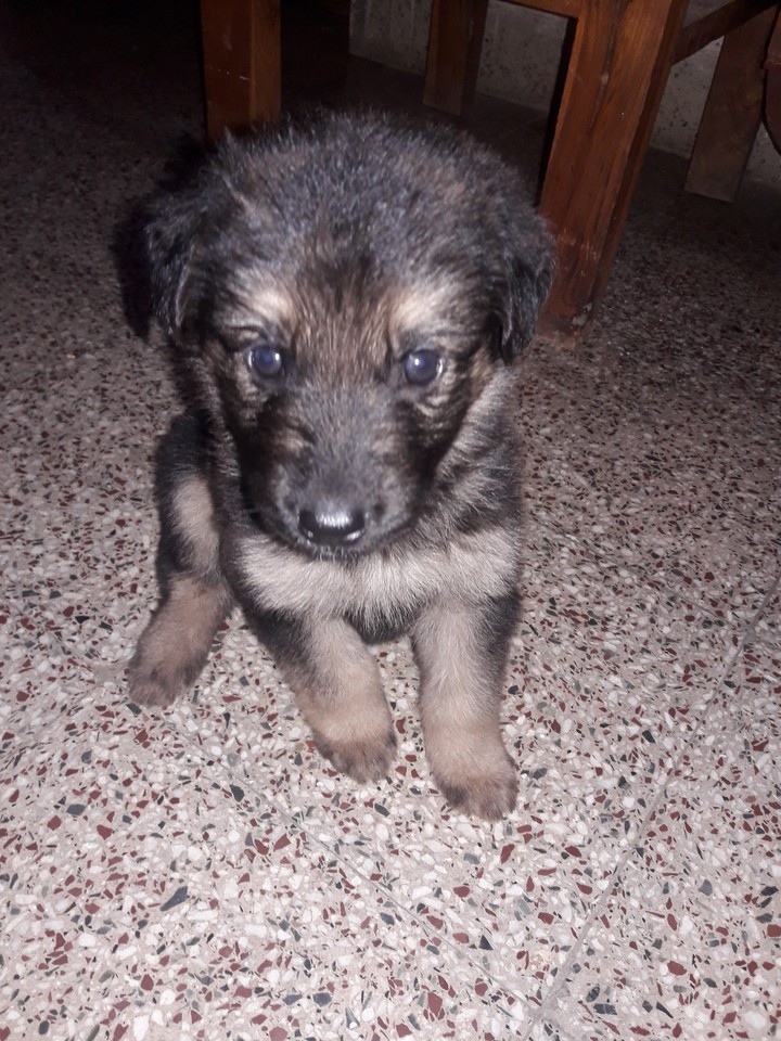 Spartan my buddy