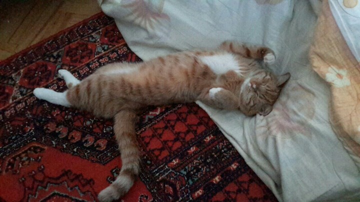 мой котя