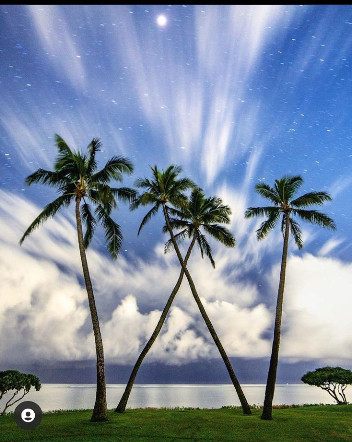 THE PALMS