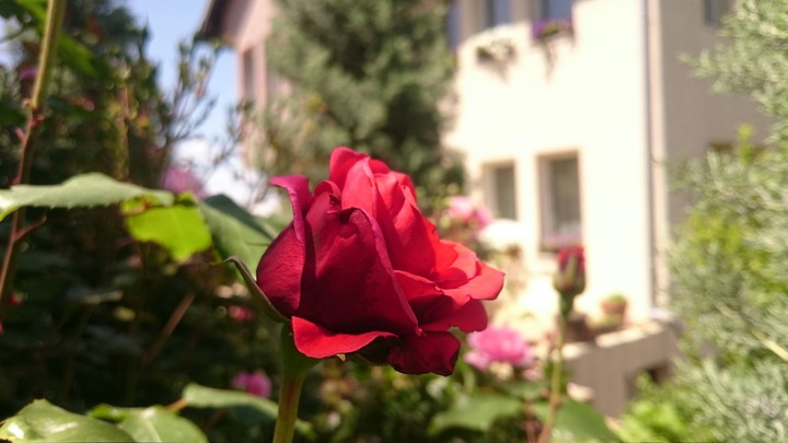 red rose
