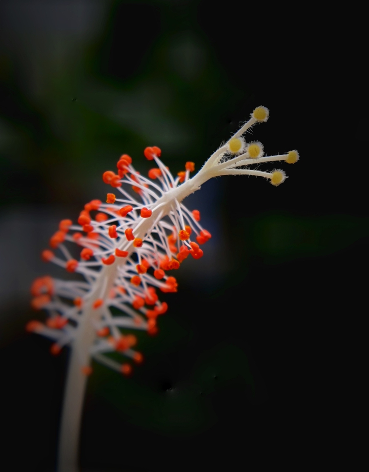 Hibiscus pollen