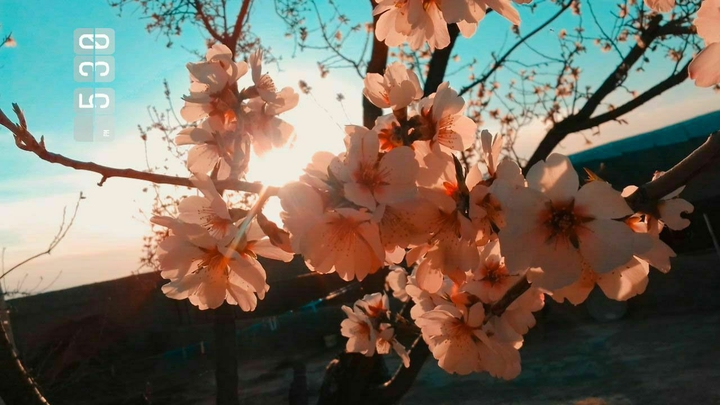beauti