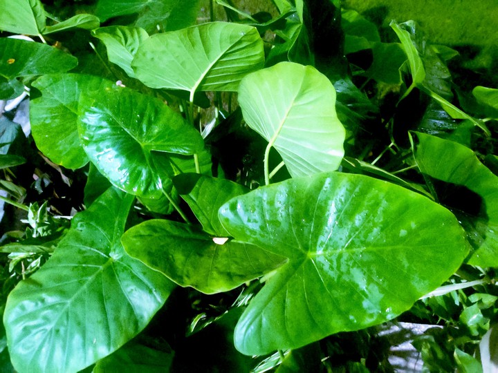 Greens