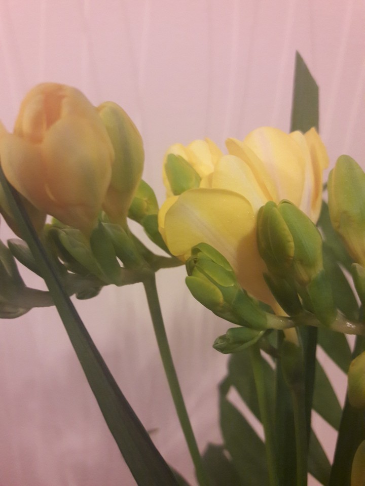 delicate