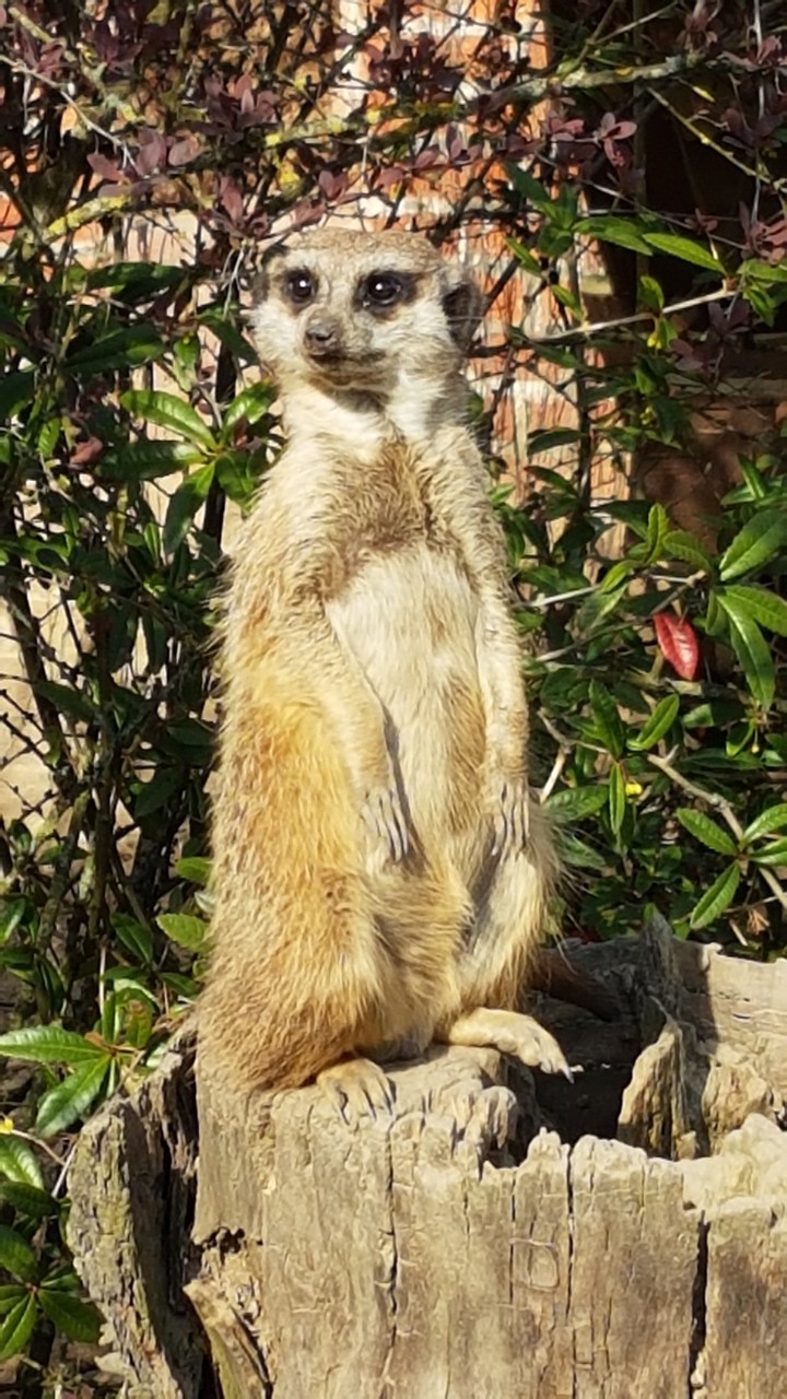 Erdmännchen