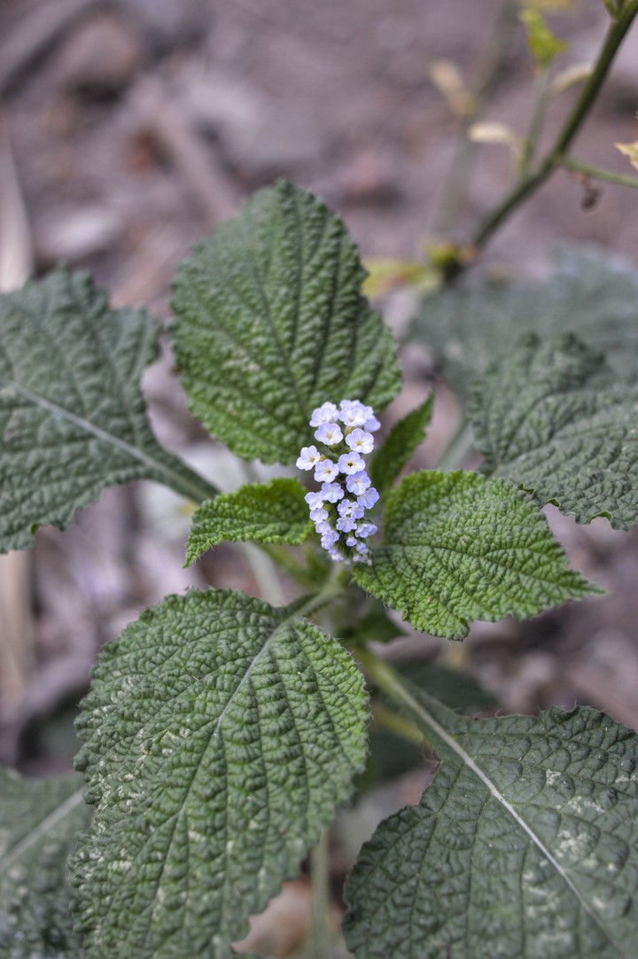 small flowers