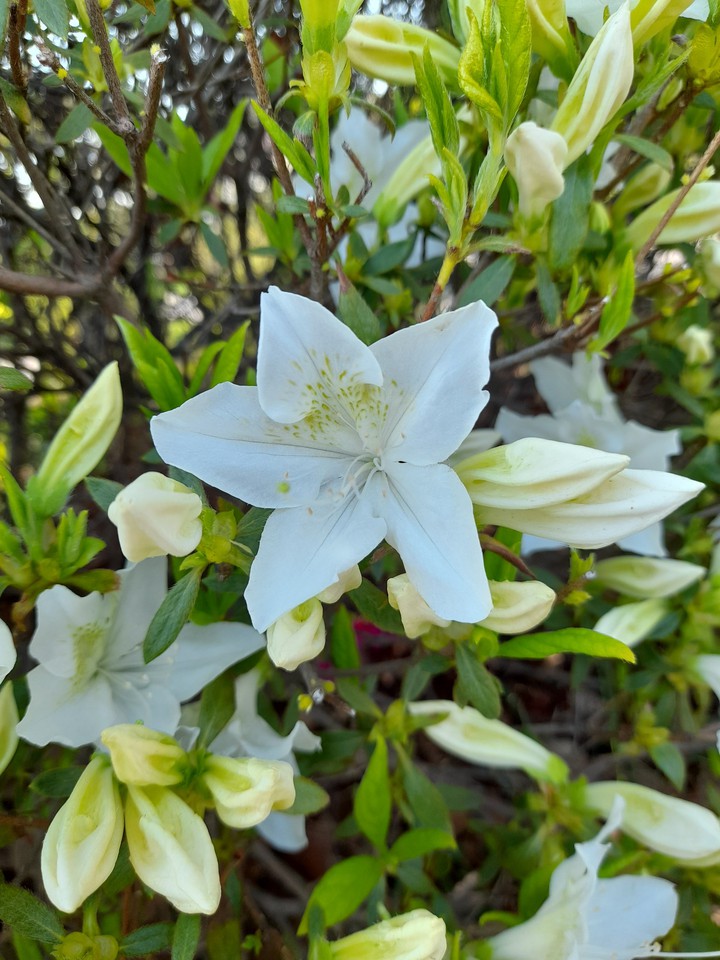 spring flower