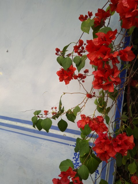 flower