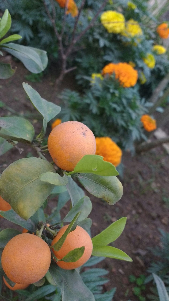 orangy orange