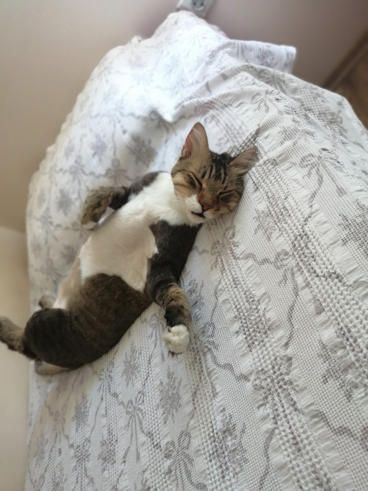 mycat