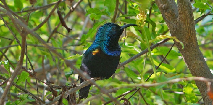 blue bird 3