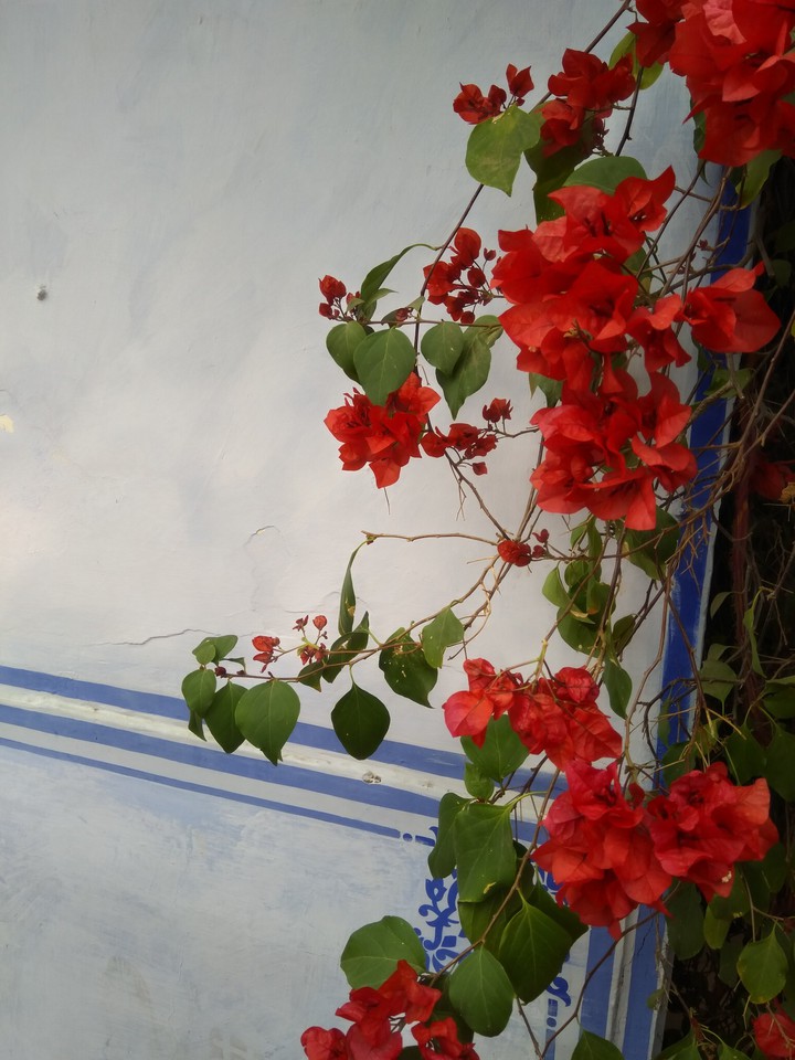 flower