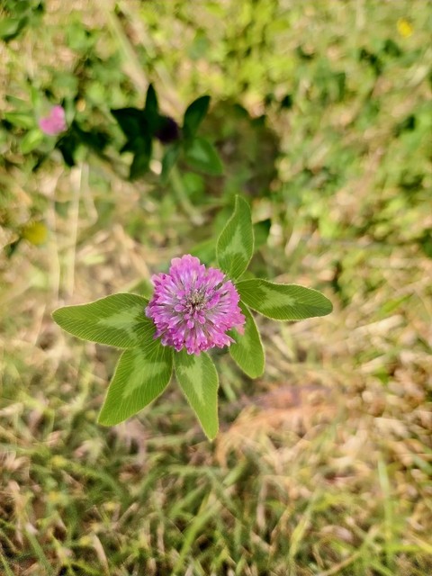 шпалери wildflower, purple