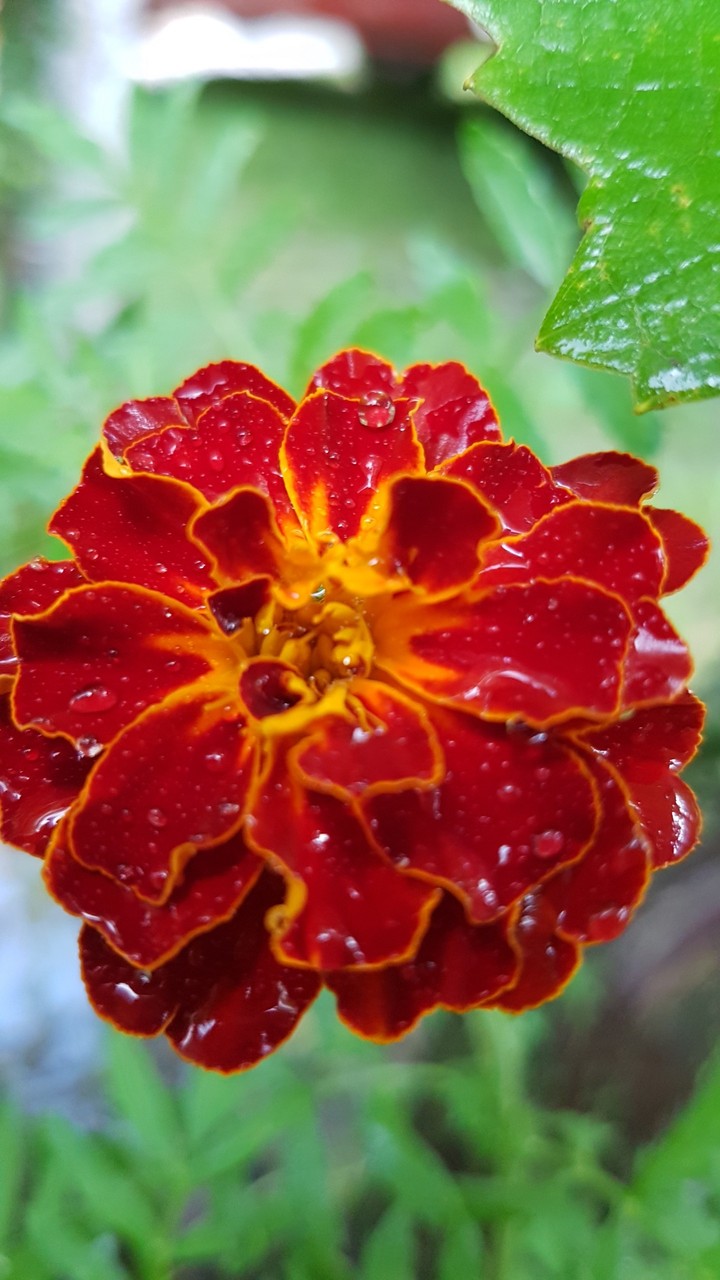 Flower