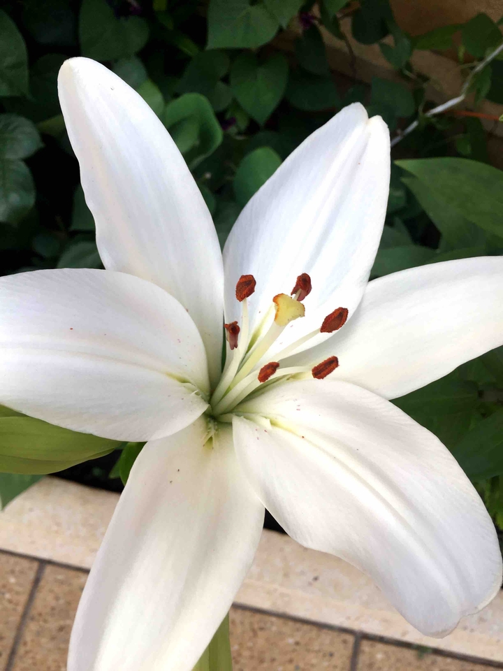 White lily