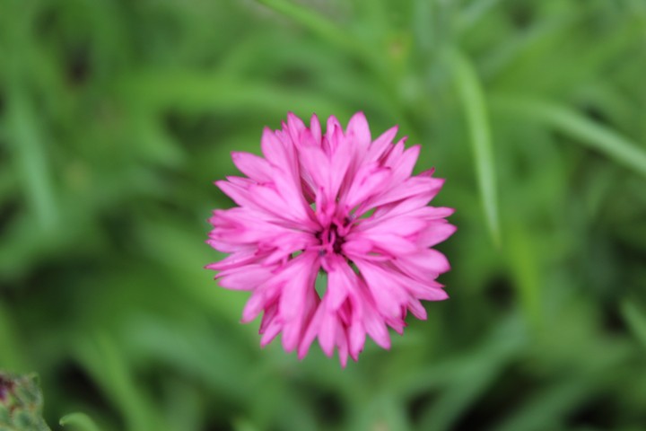 cornflowers