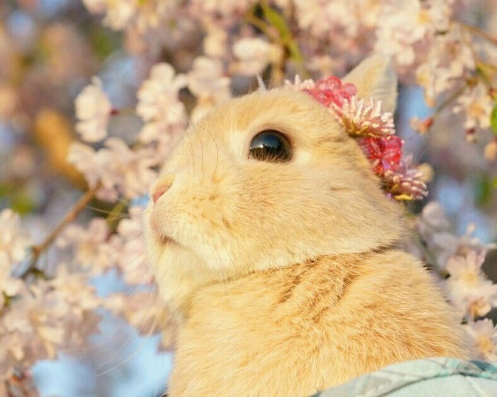 Кролик.
