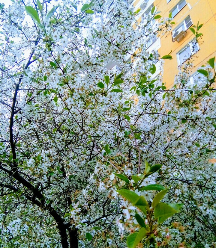 Spring