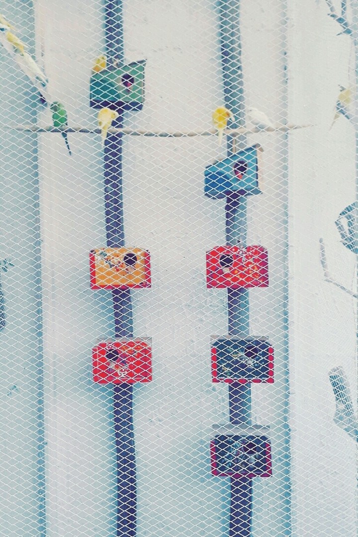 #bird #house #colorfull