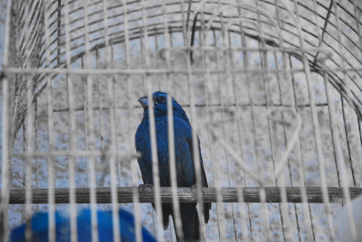 Bird