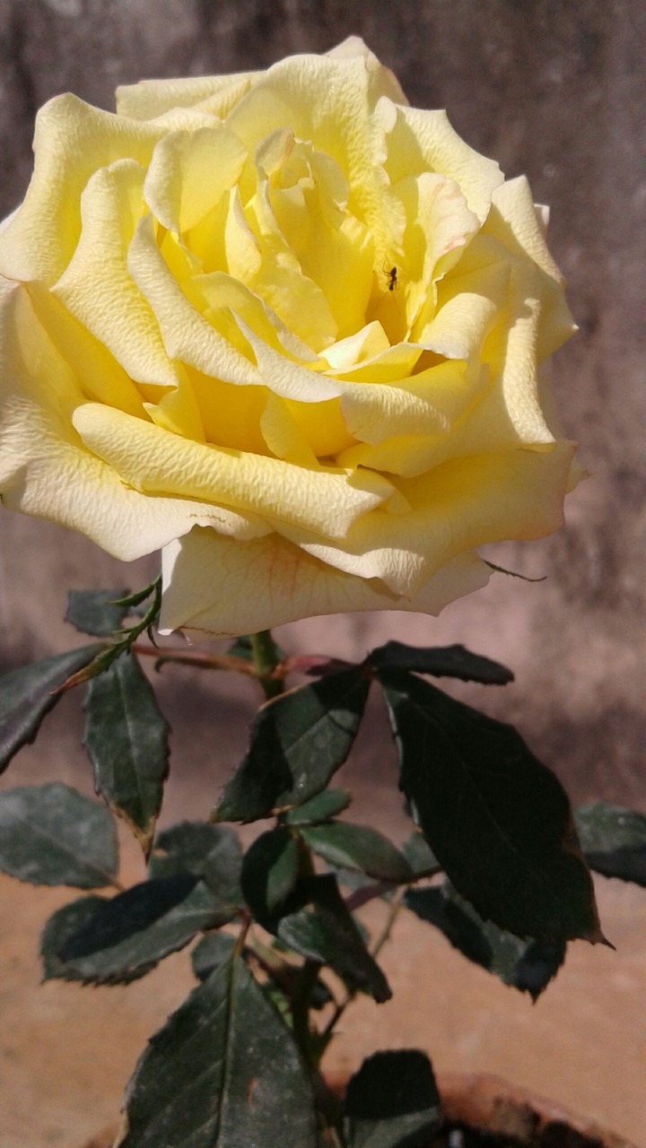 bright rose