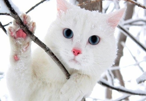 cat, snout achtergronden