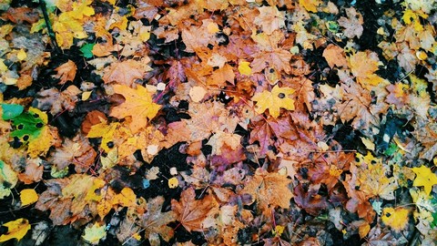 Fallen leaves