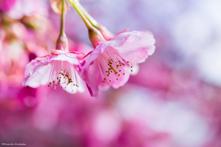 Cherry Flower