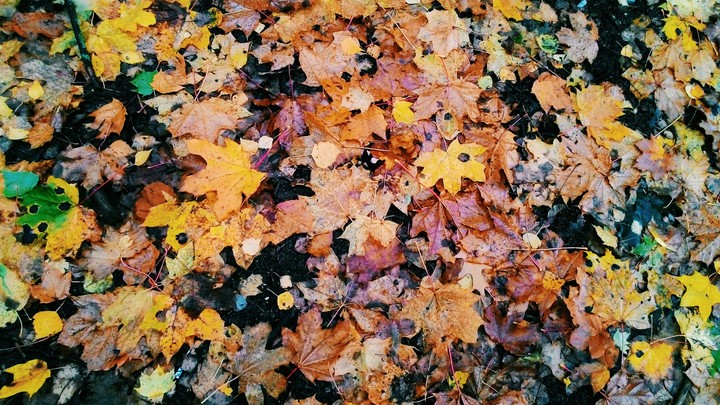 Fallen leaves