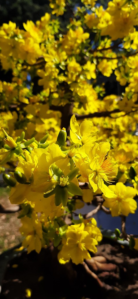 Mai flower, apricot blossom