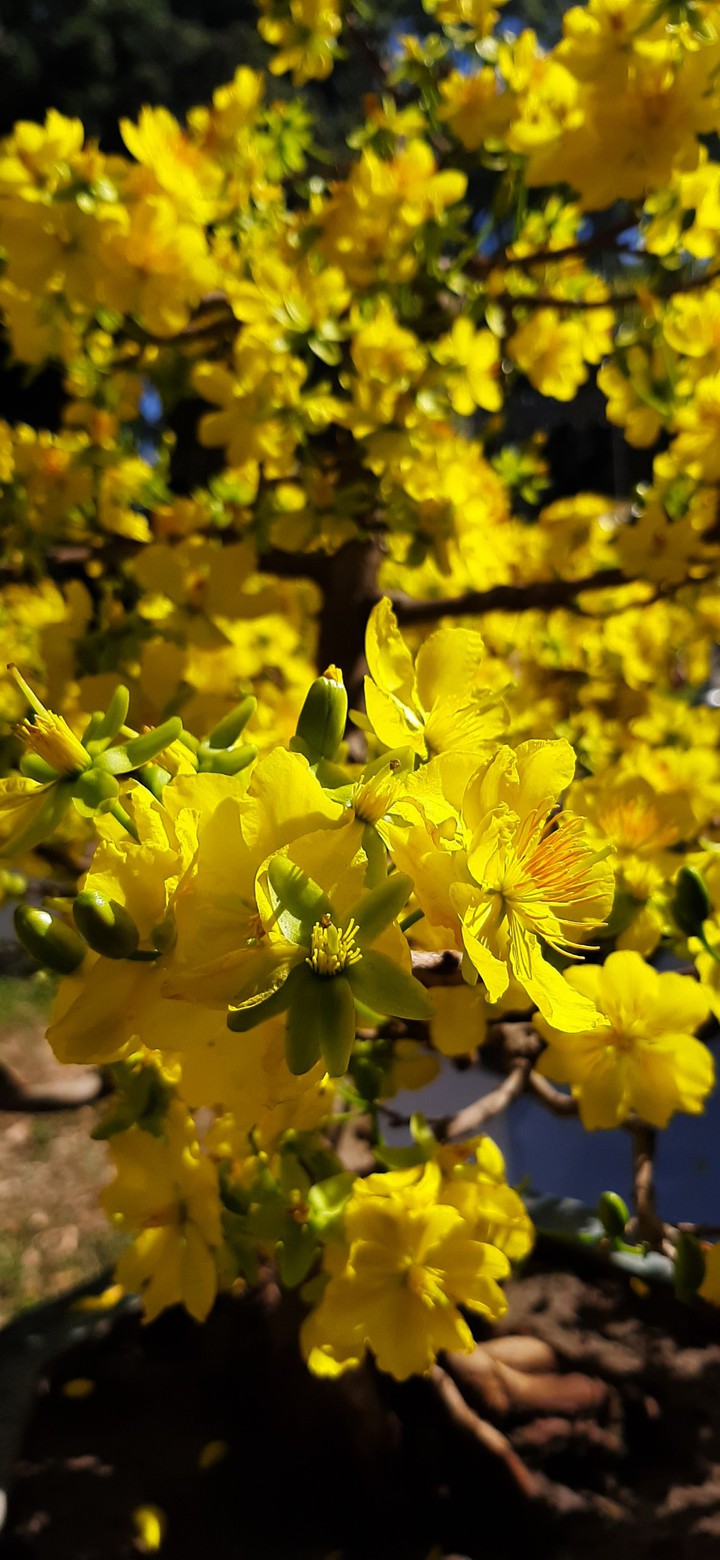 Mai flower, apricot blossom