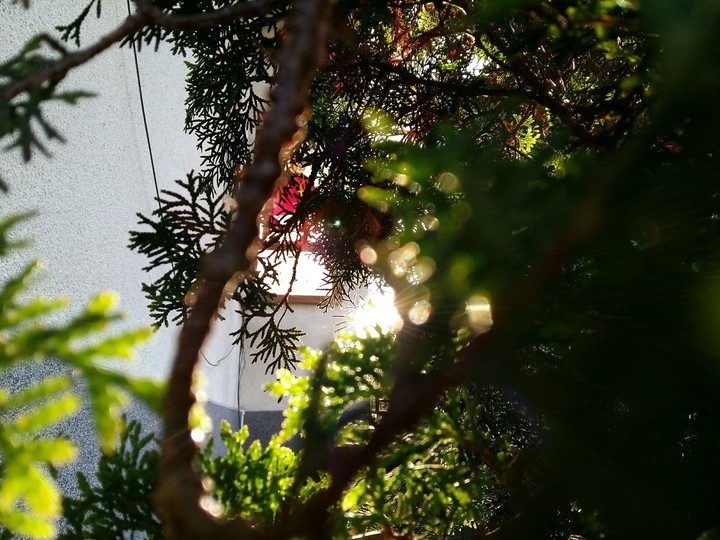 NATURE