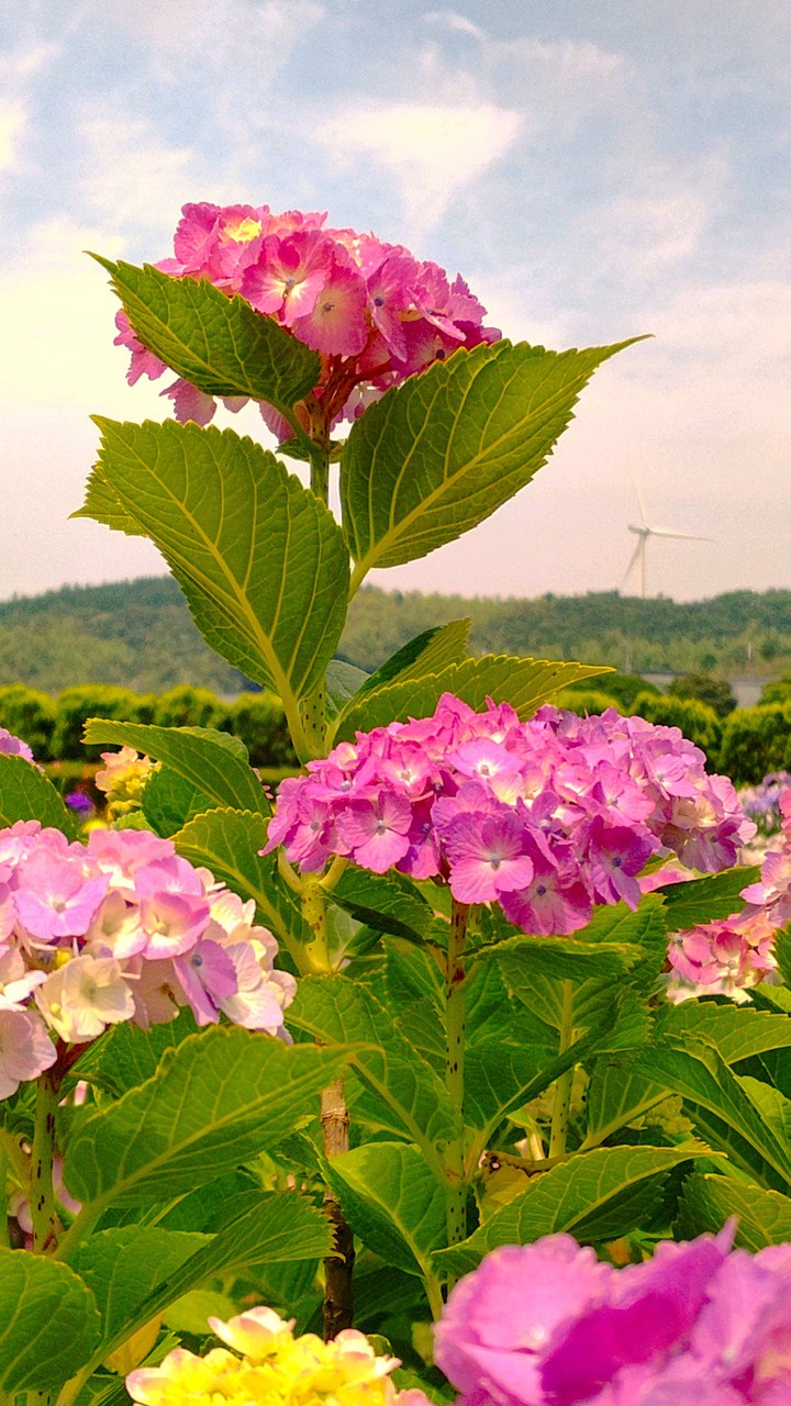 hydrangea