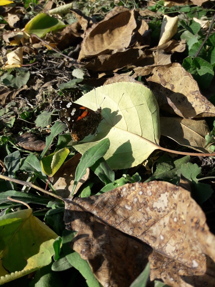 Buterfly...autumn