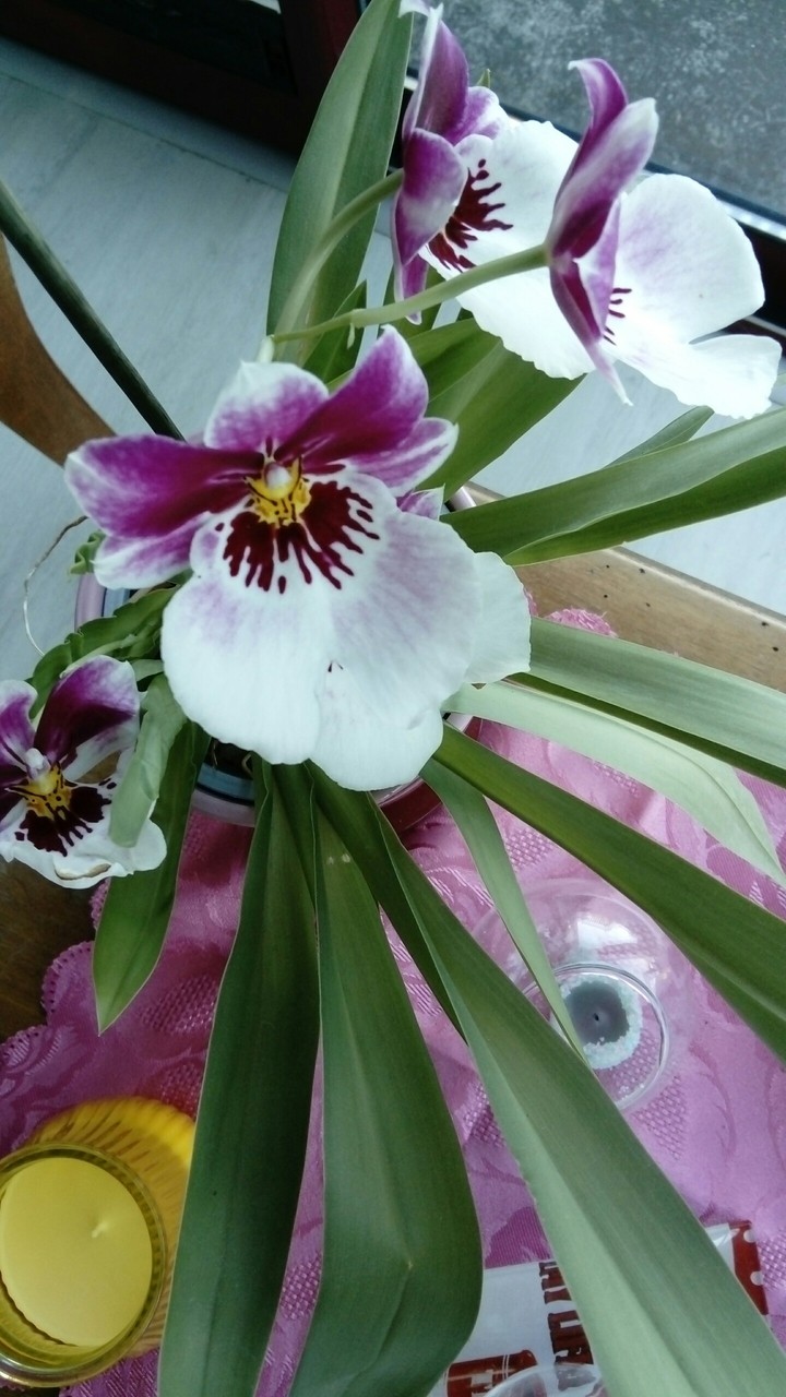 orchidée
