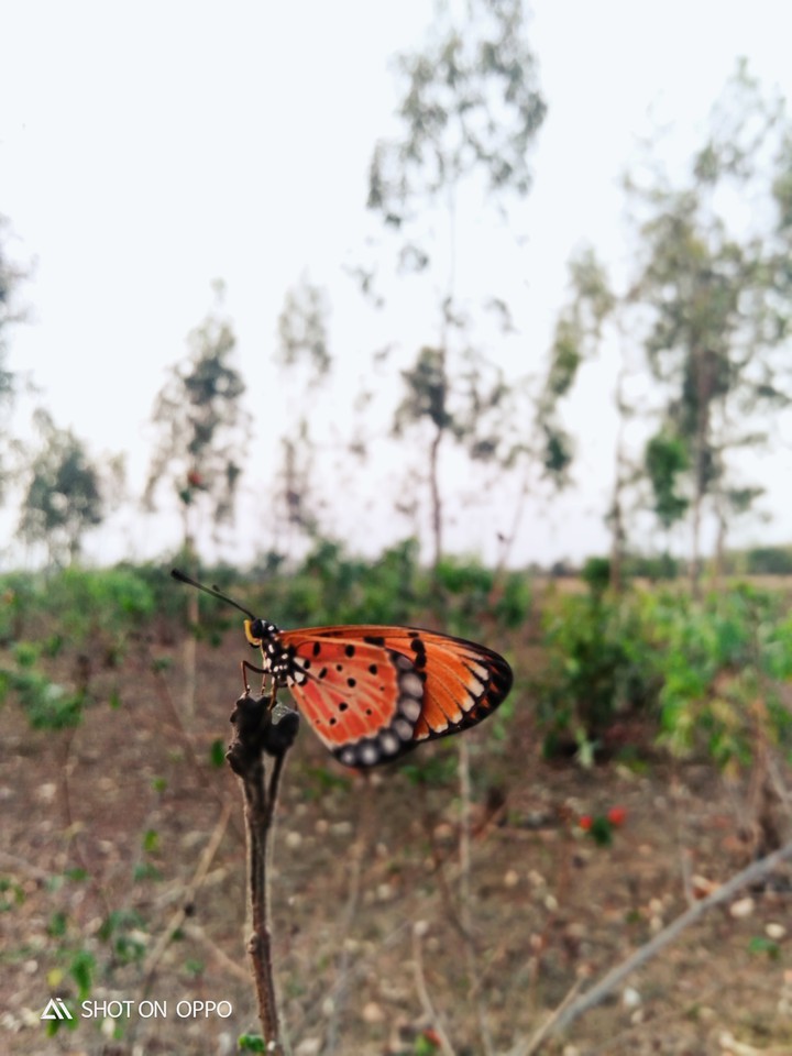 Butterfly