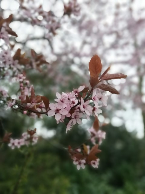 blossom