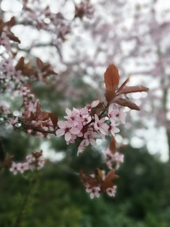 blossom