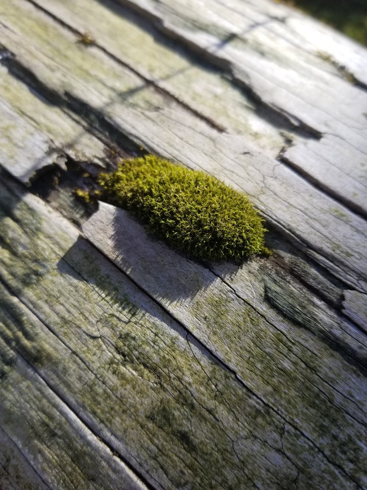 Moss on a Log