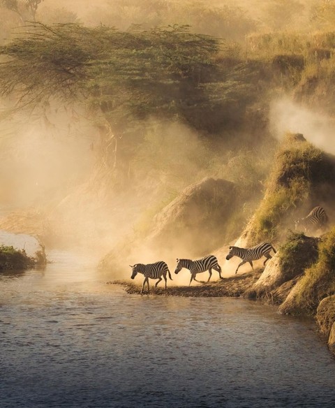 шпалери savanna, Safari