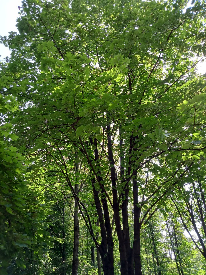 клен