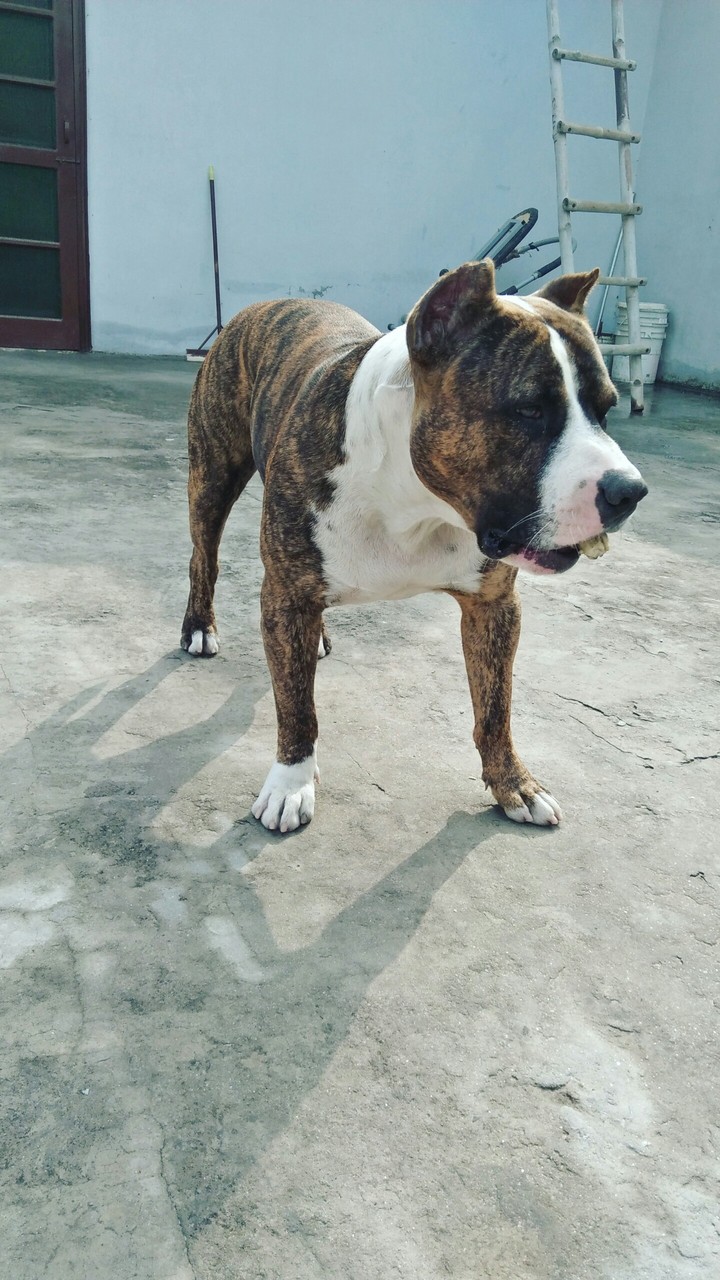 pitbull