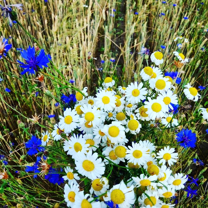 flowers