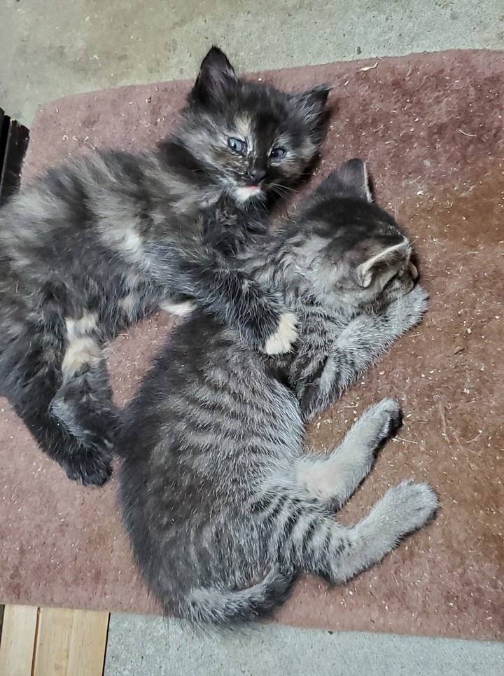 These are our baby Kittens
