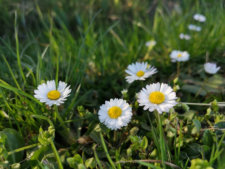 flower power