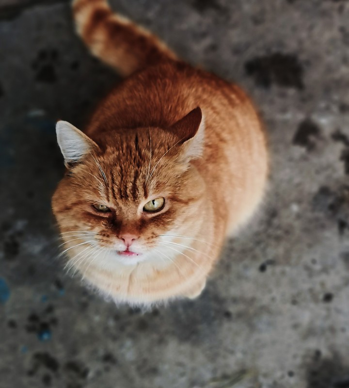 cat